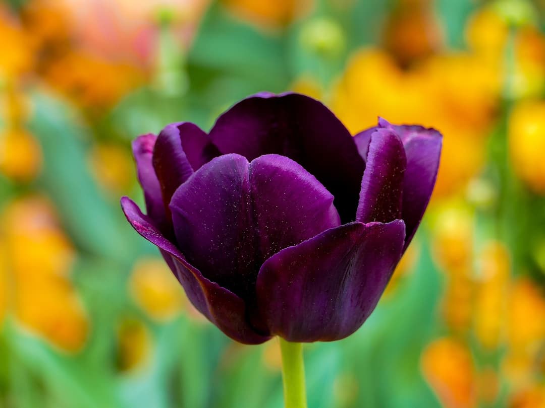 purple tulip in meadow